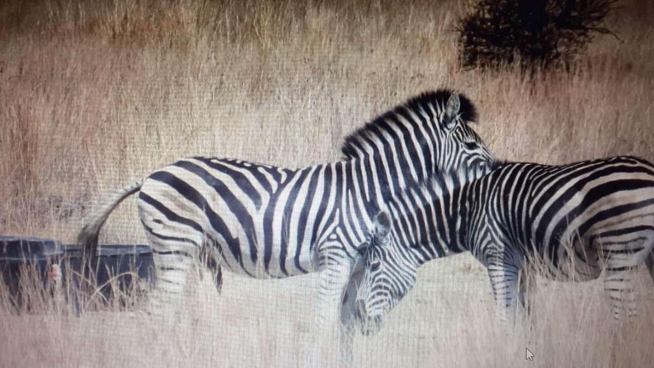 Photo of Others in Hammanskraal
