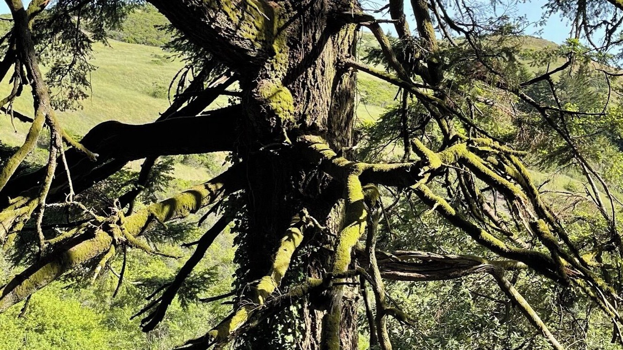 Photo of Outdoor in Central Portola Valley