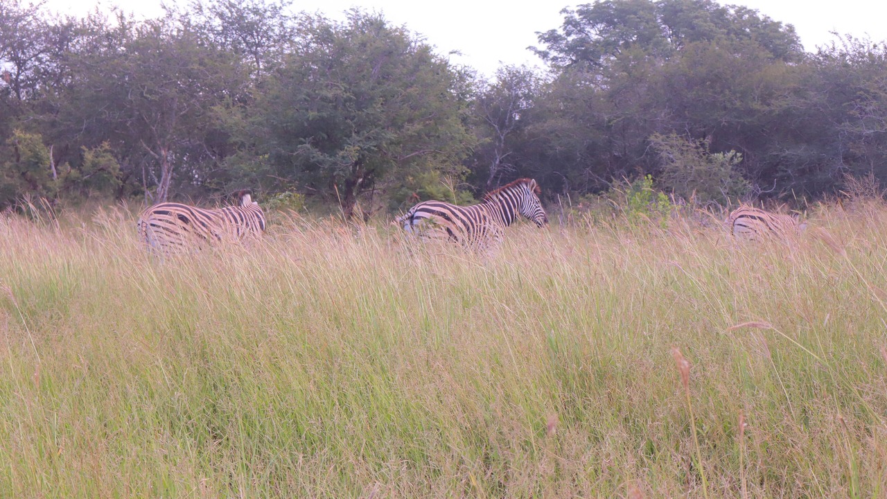 Photo of Outdoor in Flora Park