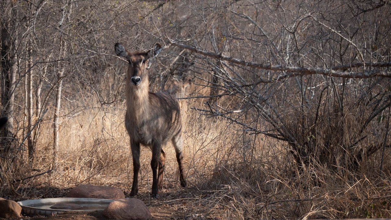 Photo of Others in Hoedspruit