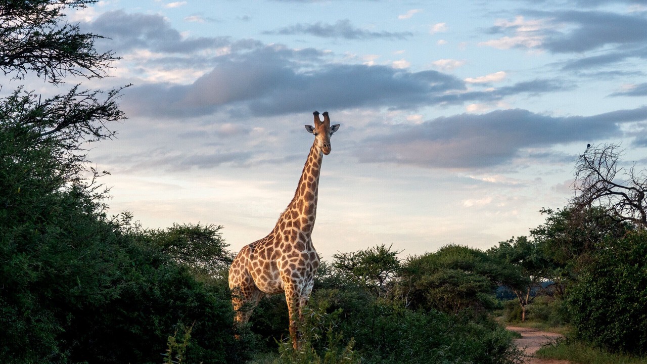 Photo of Others in Hoedspruit
