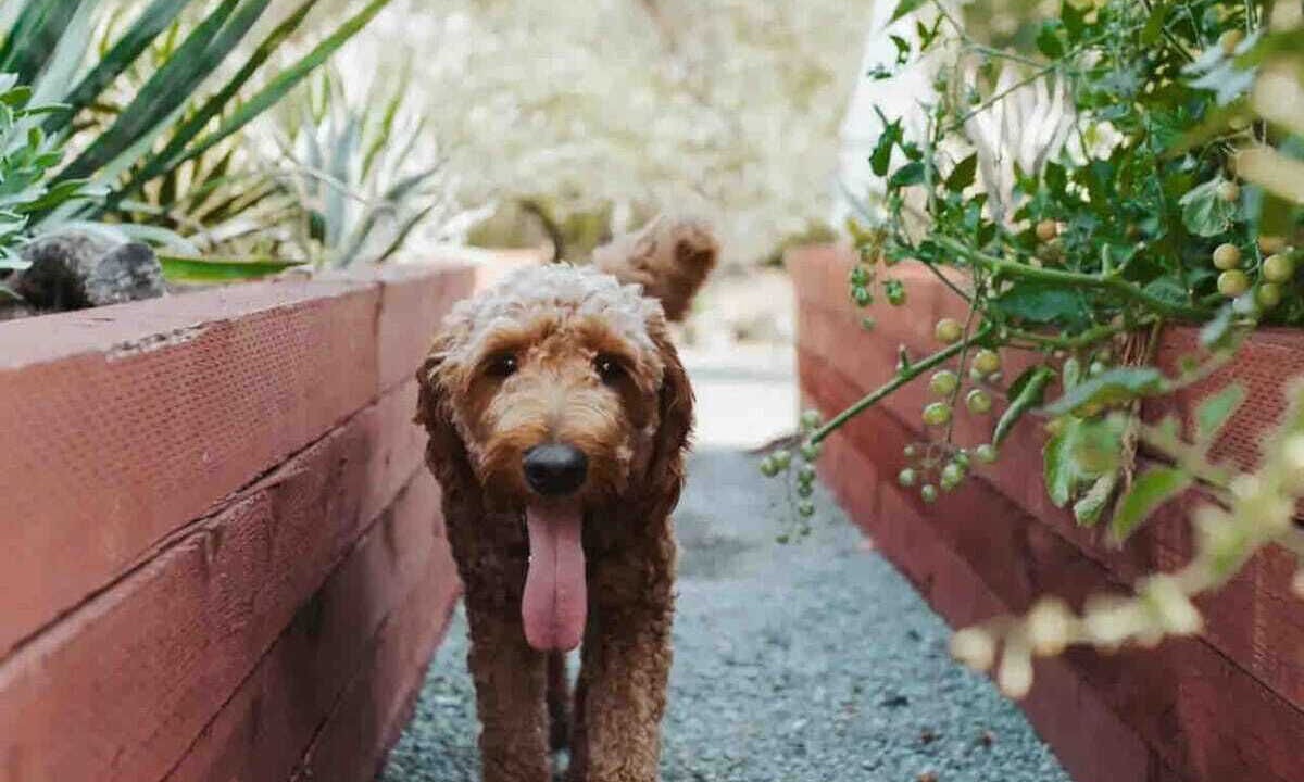 Photo of Outdoor in Sonoma