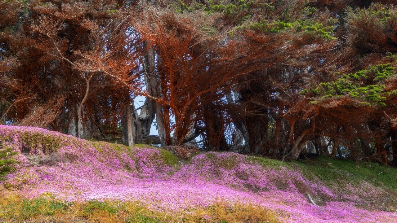 Photo of Outdoor in El Granada