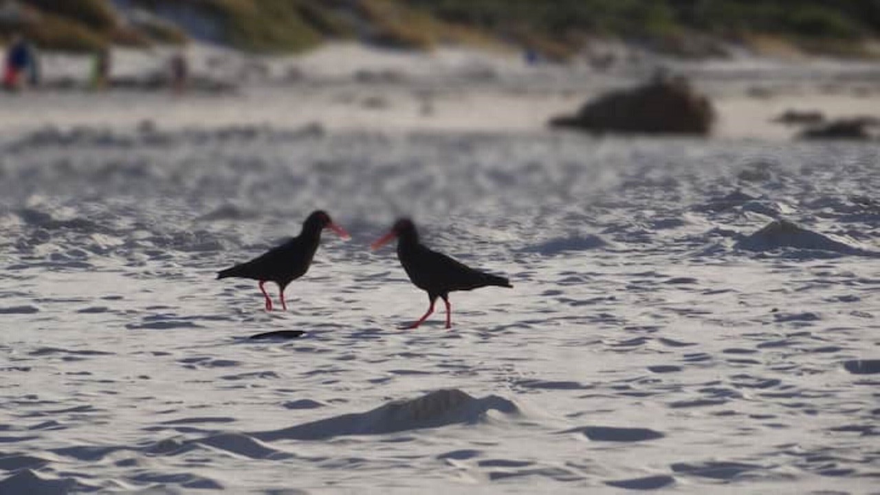 Photo of Others in Pringle Bay