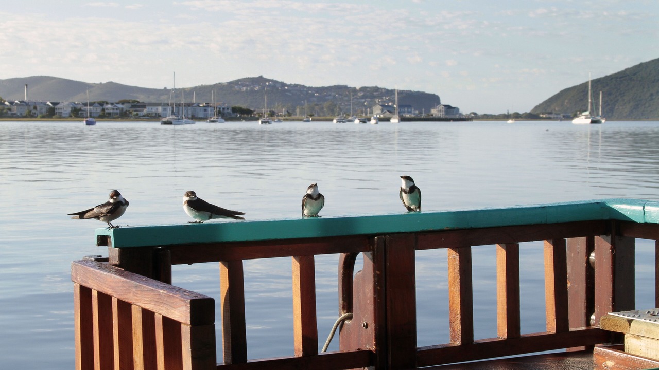 Photo of Others in Knysna