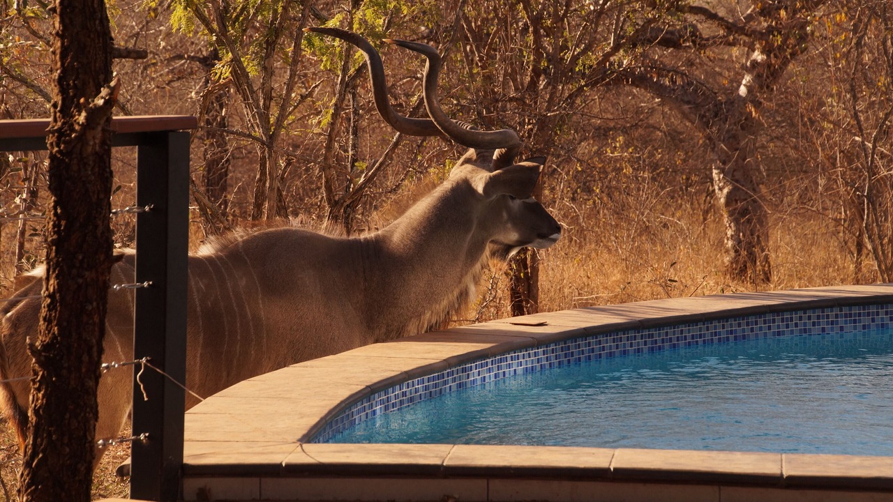Photo of Outdoor in Marloth Park