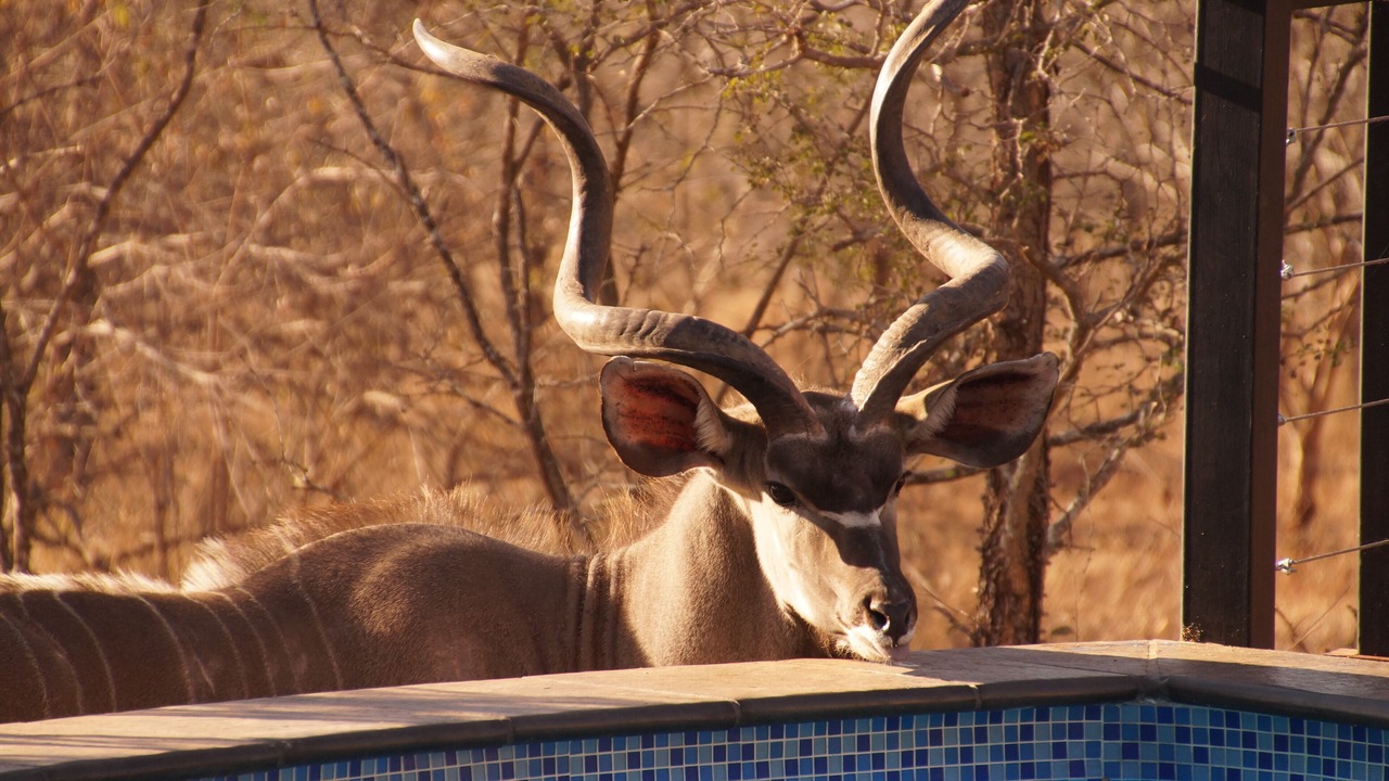 Photo of Outdoor in Marloth Park