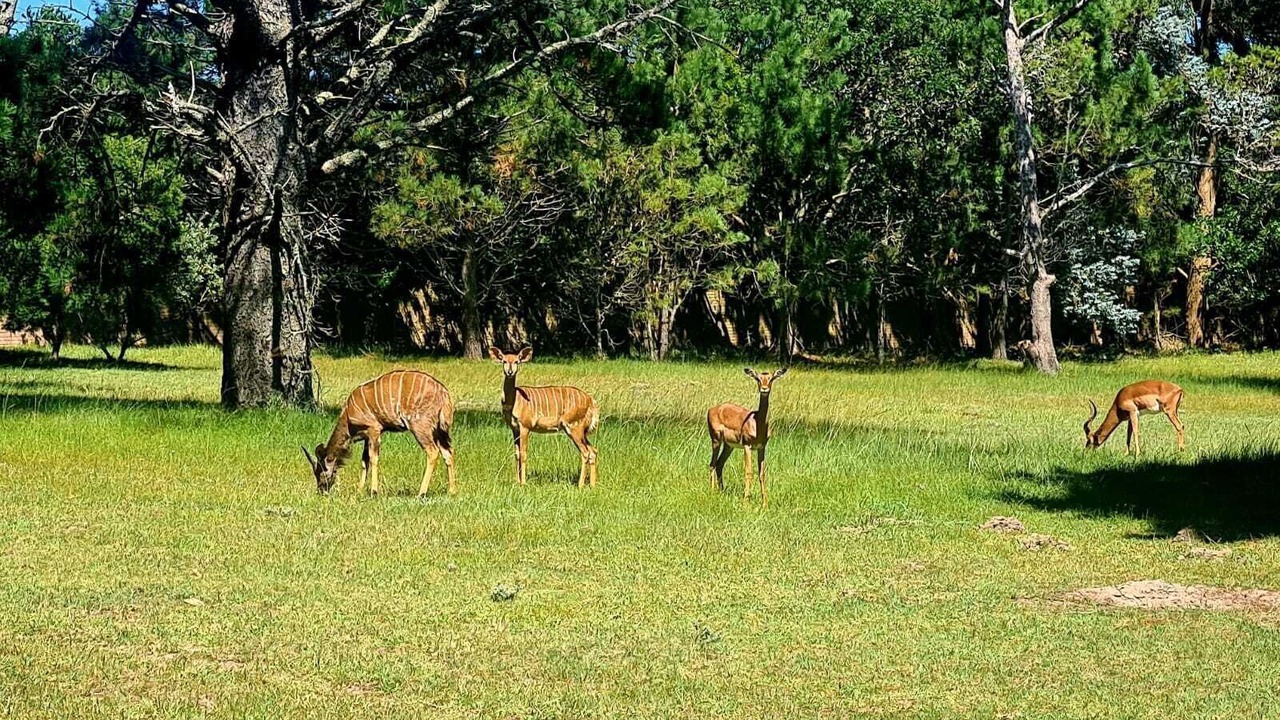 Photo of Outdoor in Port Elizabeth