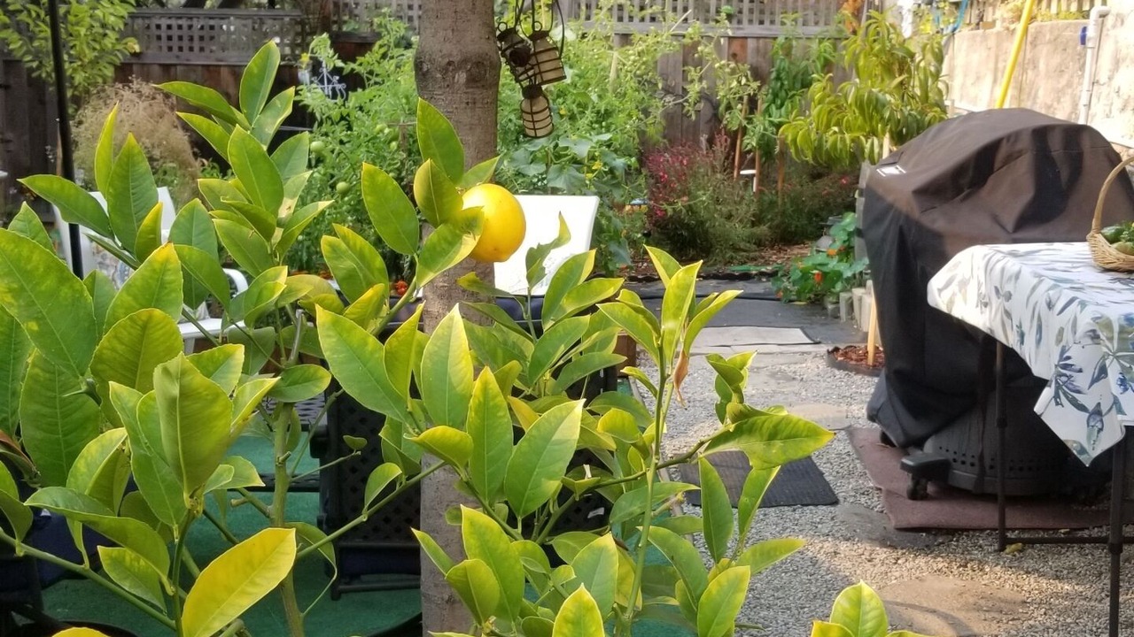 Photo of Outdoor in Upper Rockridge