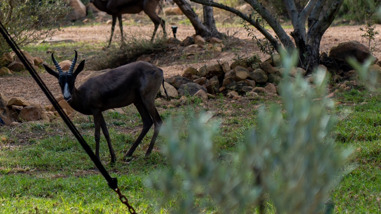 Photo of Others in Paarl