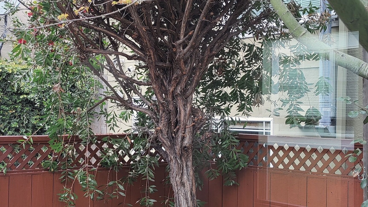 Photo of Outdoor in Burlingame