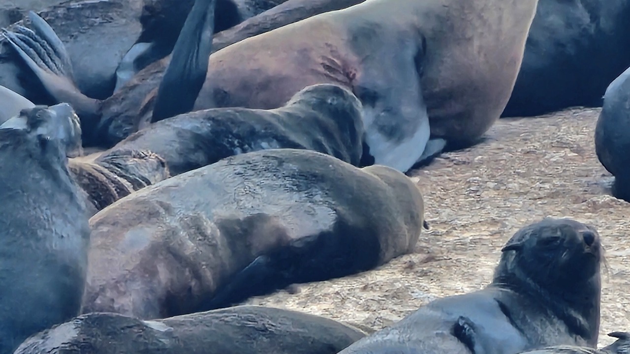 Photo of Others in Hout Bay