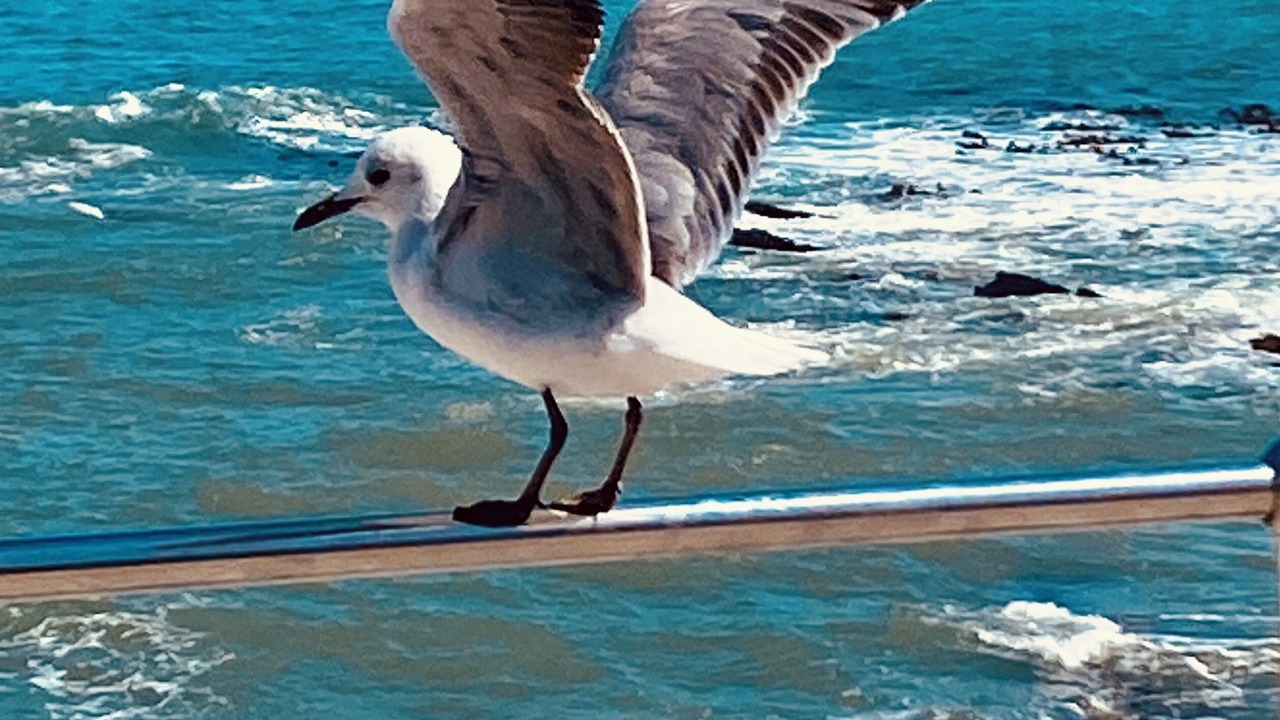 Photo of Others in Fish Hoek
