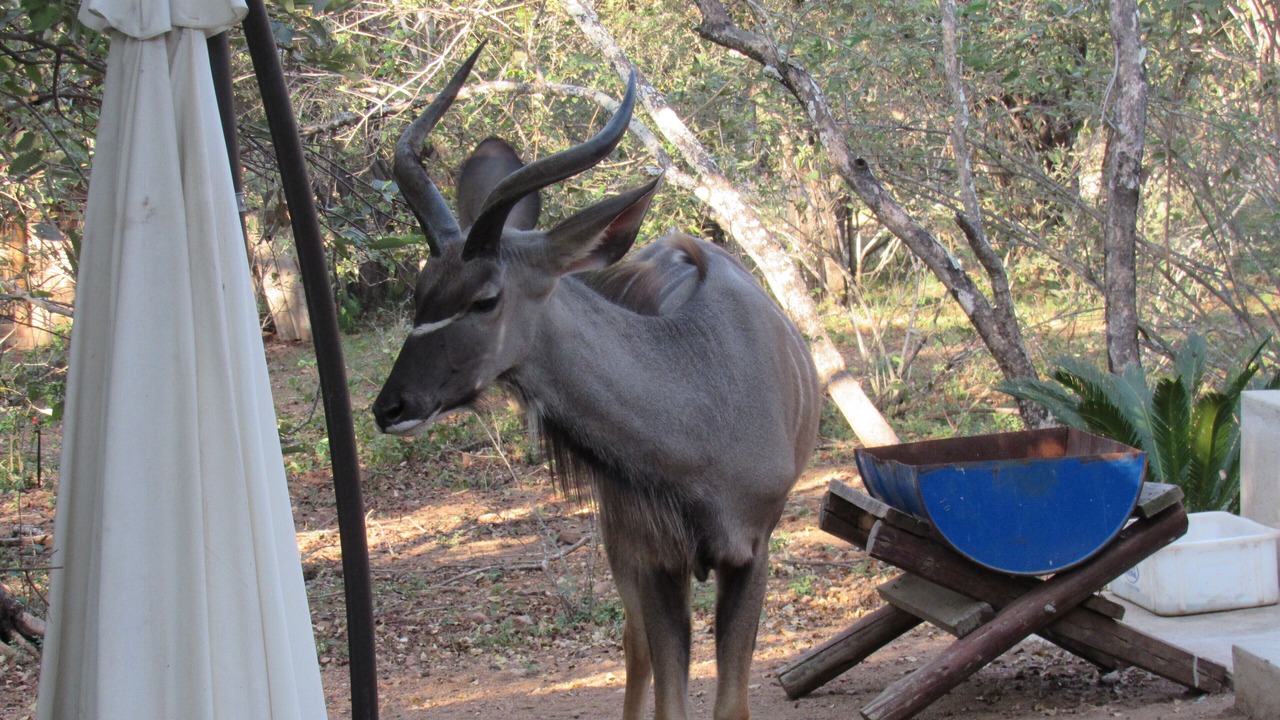 Photo of Others in Marloth Park
