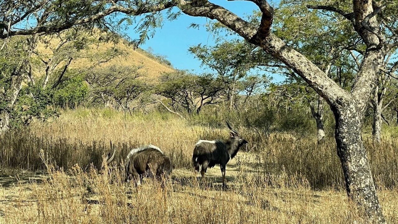 Photo of Others in Nelspruit