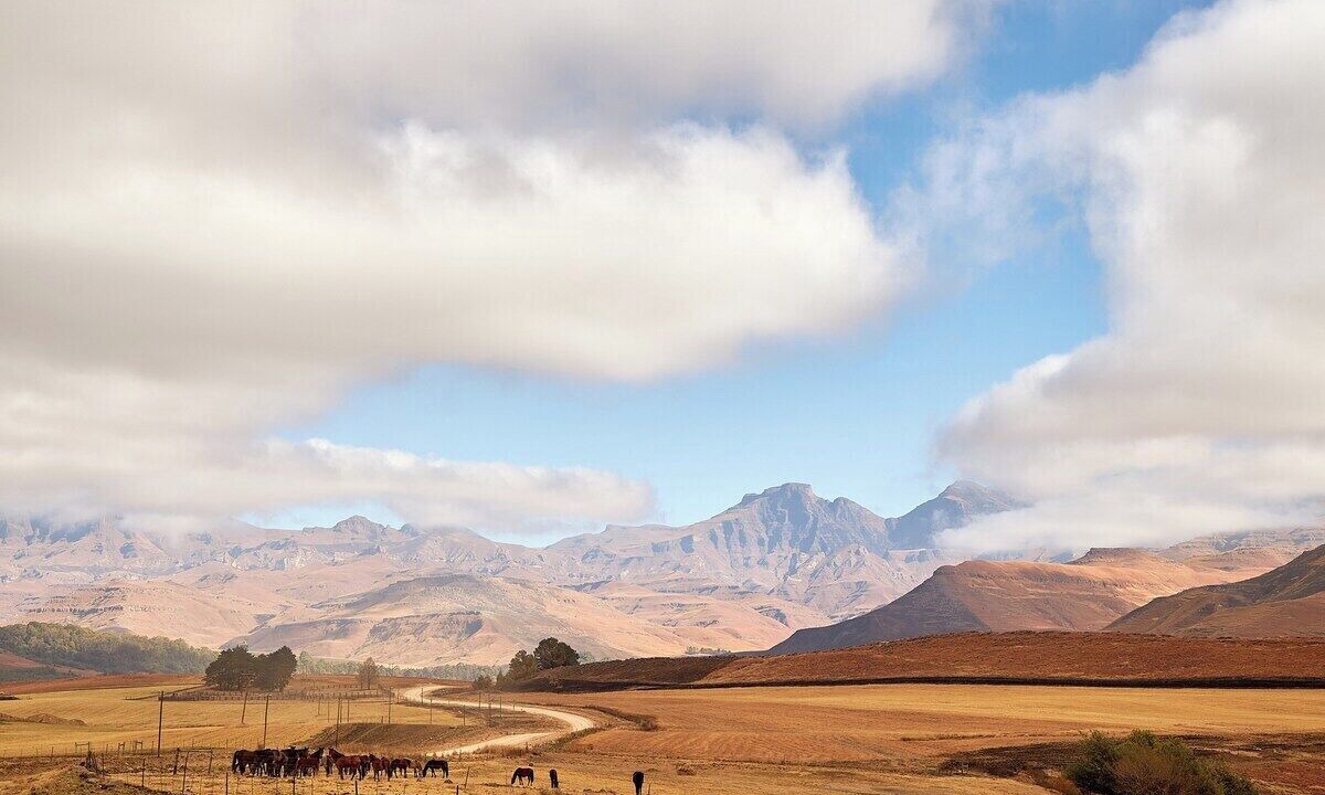 Photo of Others in Drakensberg Gardens