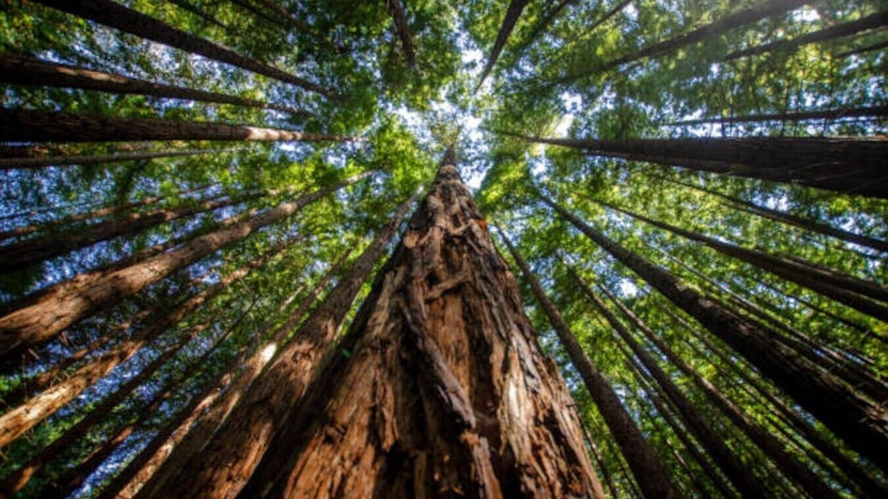 Photo of Others in Aptos