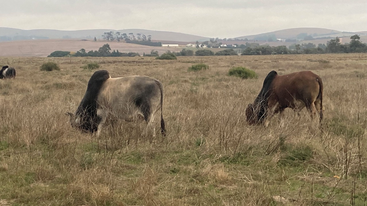 Photo of Others in Durbanville