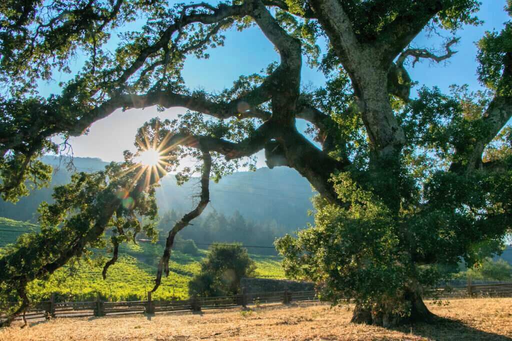 Photo of Others in Glen Ellen