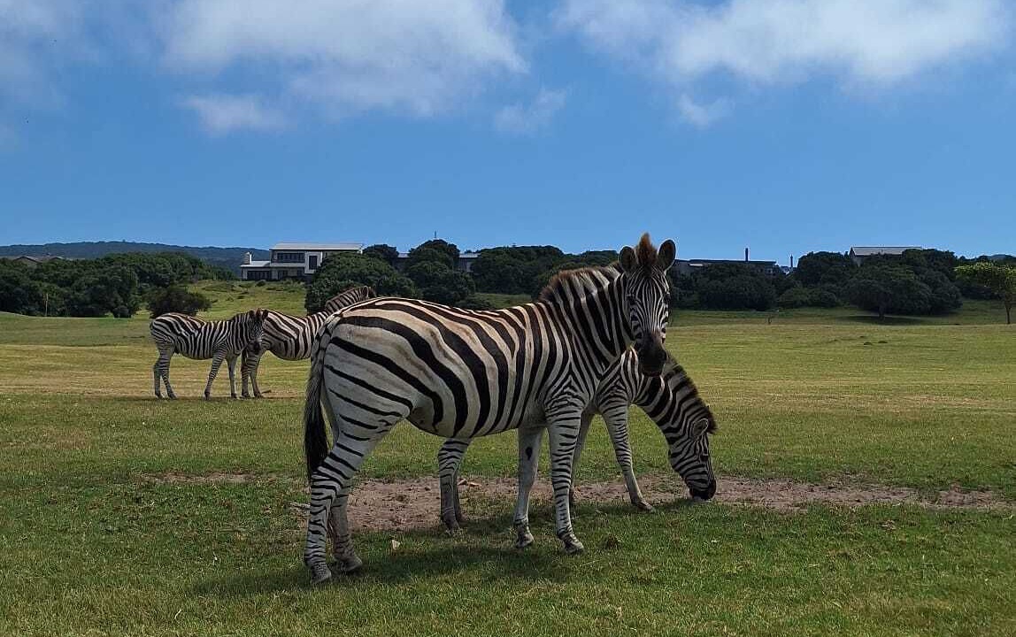 Photo of Others in Port Elizabeth