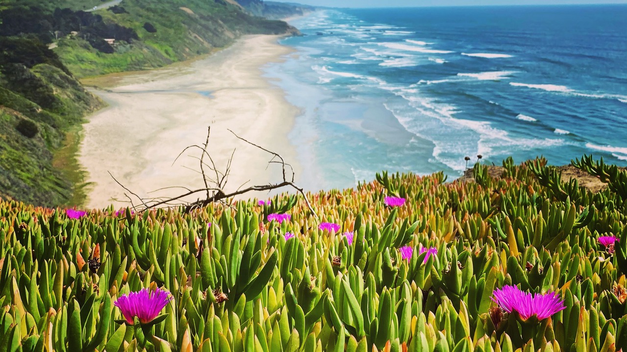 Photo of Others in Half Moon Bay