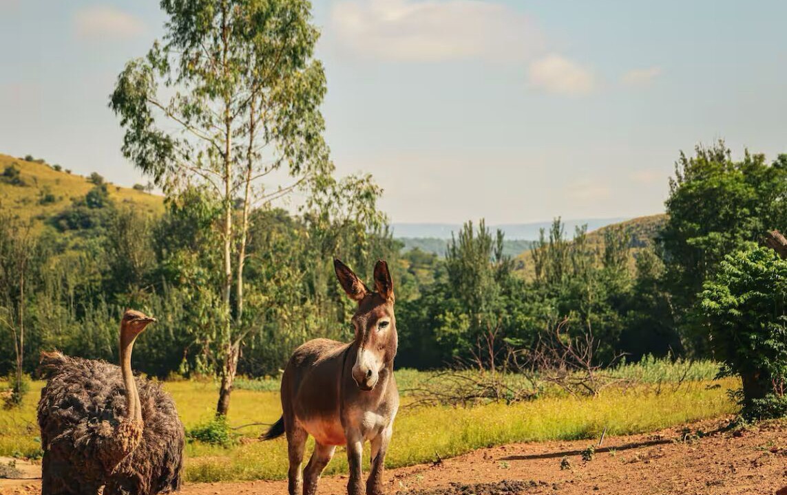 Photo of Others in Magaliesberg