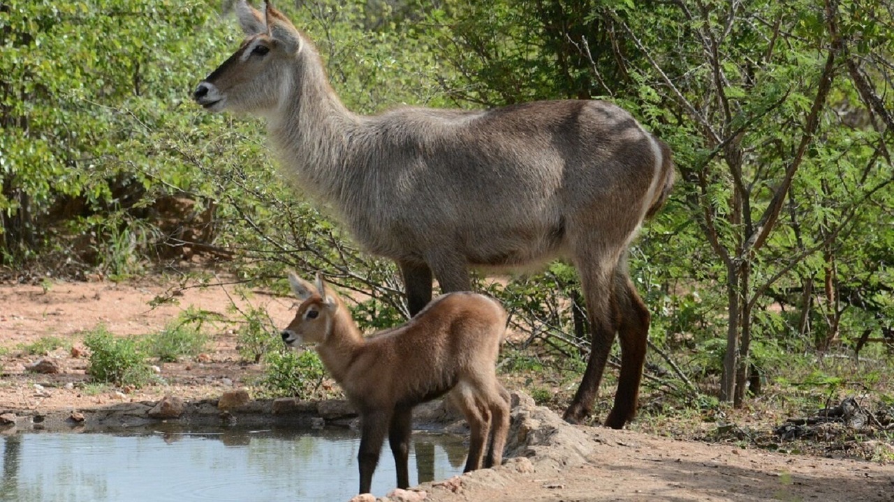 Photo of Others in Phalaborwa