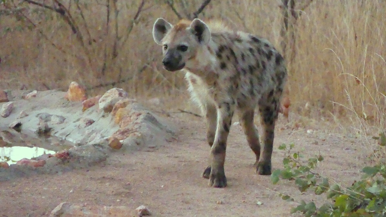 Photo of Others in Phalaborwa