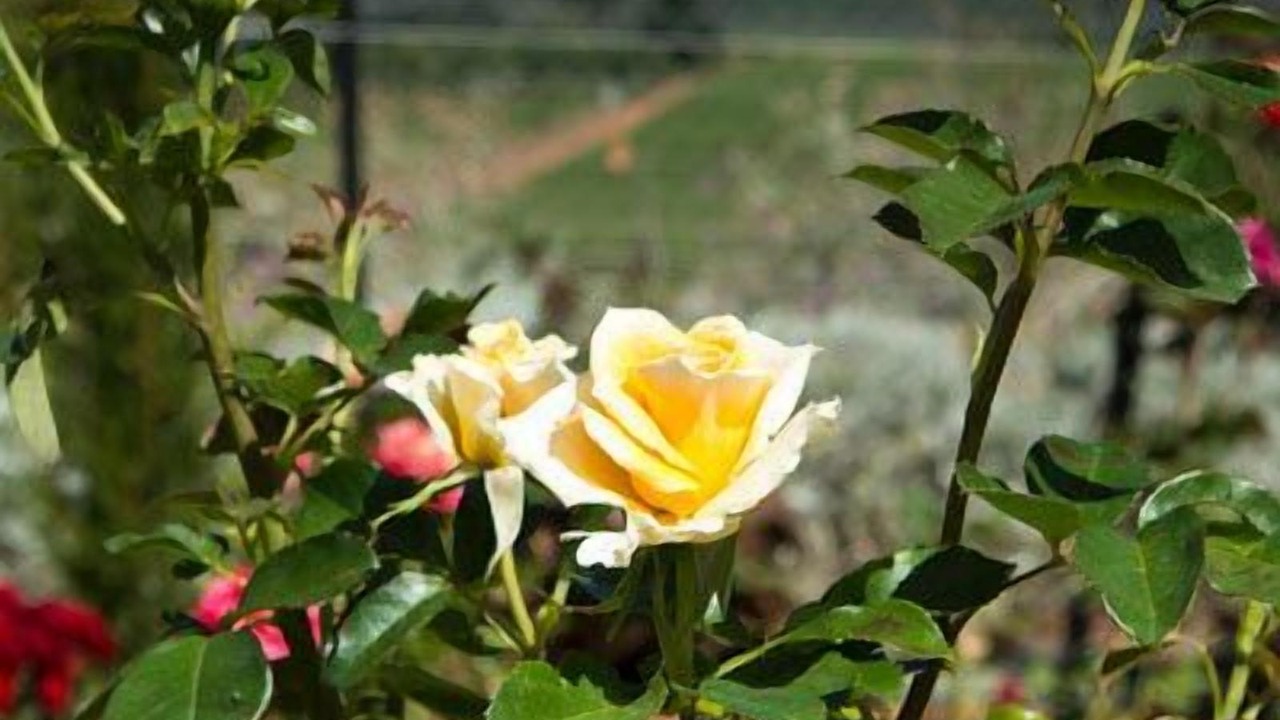 Photo of Outdoor in Stellenbosch