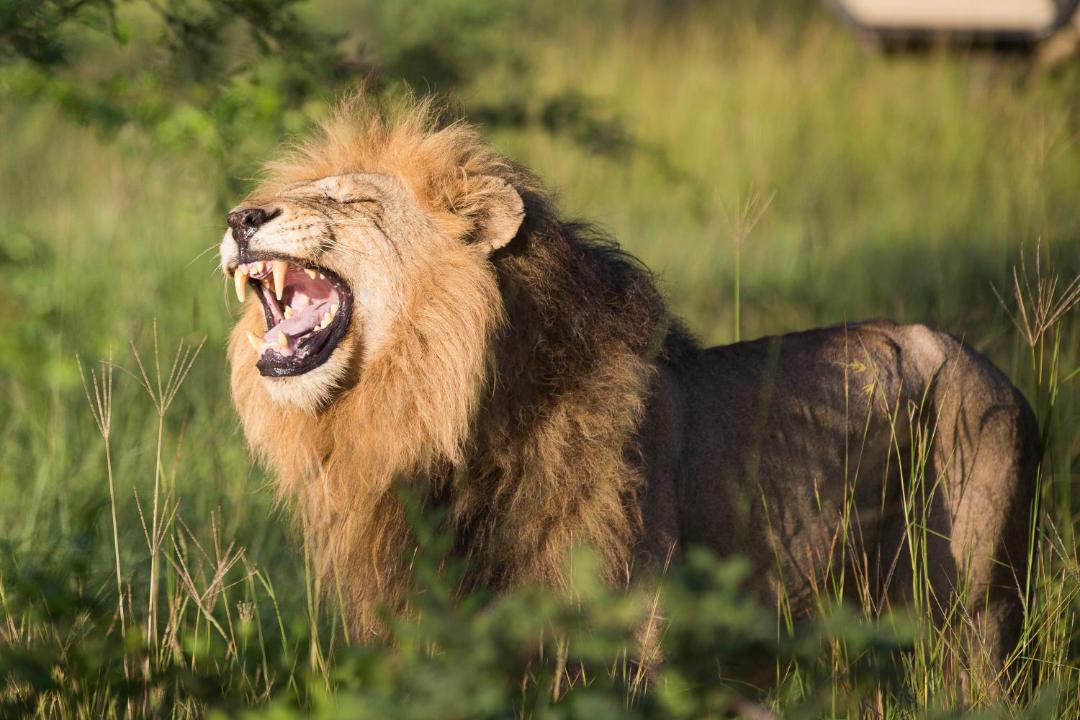 Photo of Others in Kruger National Park