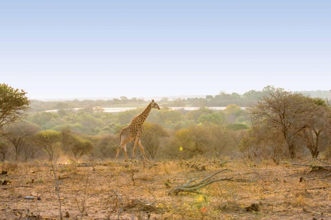 Photo of Others in Thorny Bush Game Reserve