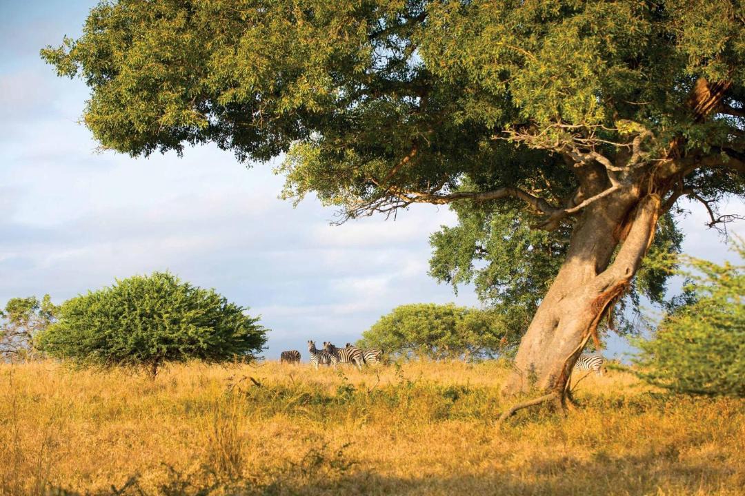 Photo of Others in Thorny Bush Game Reserve