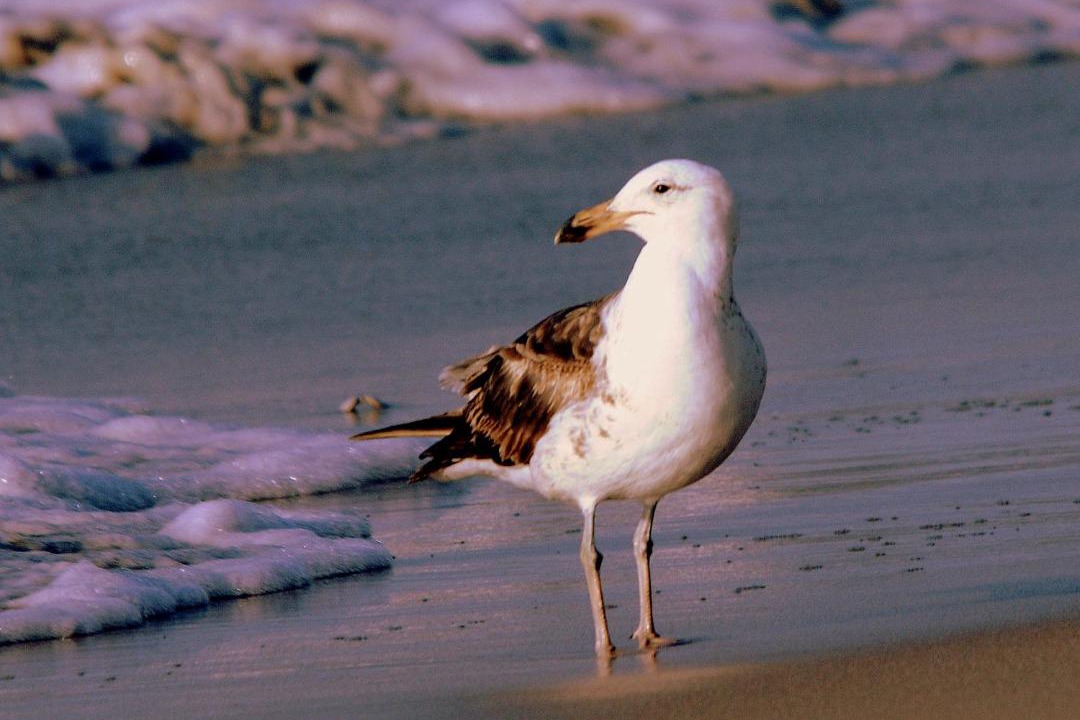 Photo of Others in Stompneusbaai
