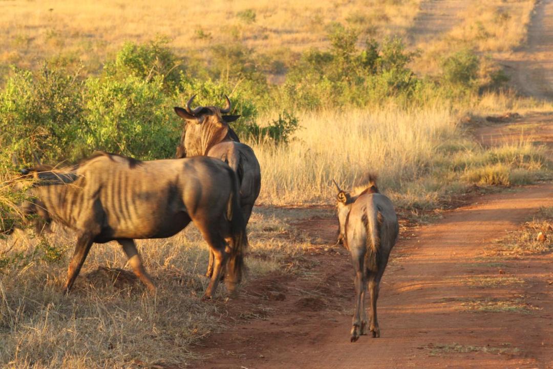 Photo of Others in Buffelspruit