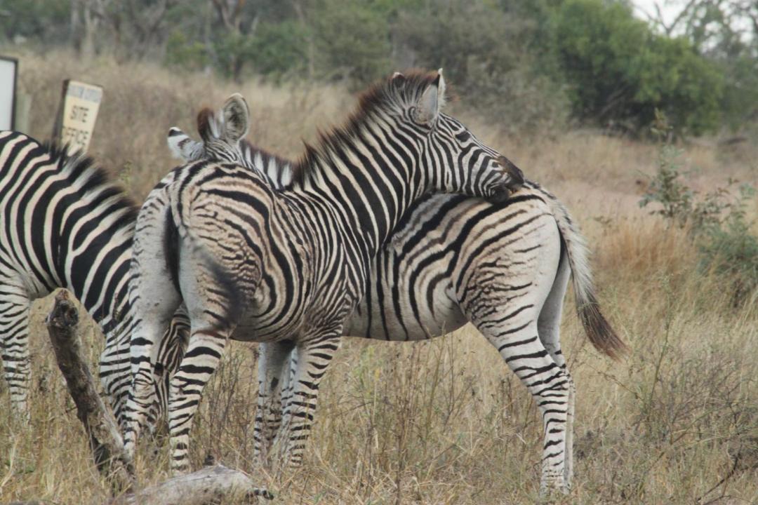 Photo of Others in Buffelspruit