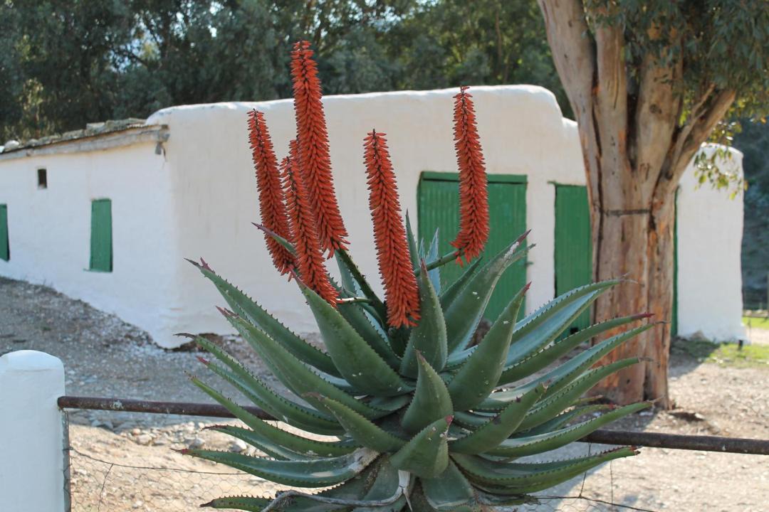 Photo of Others in Calitzdorp