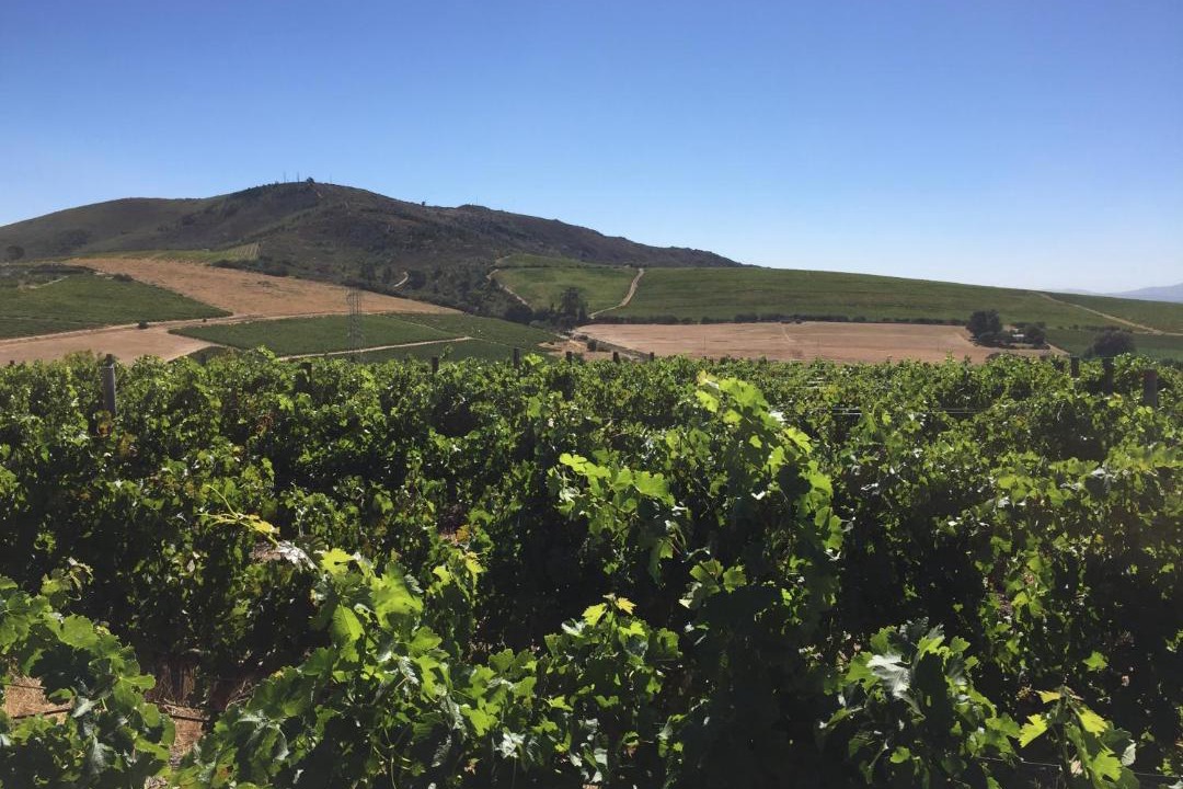 Photo of Others in Stellenbosch