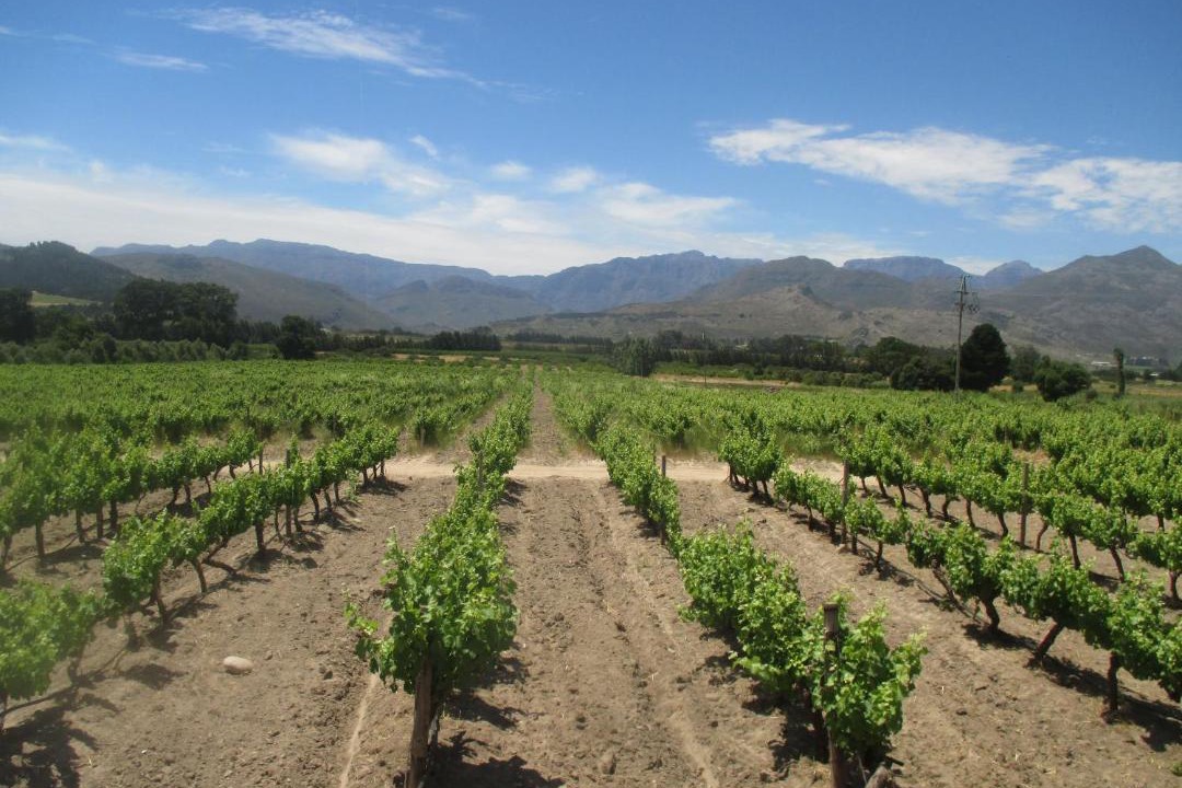 Photo of Others in Cape Winelands