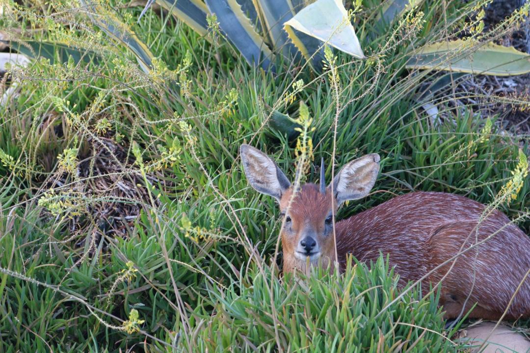 Photo of Others in De Hoop