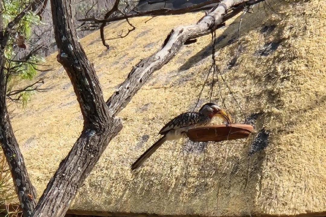 Photo of Others in Vaalwater