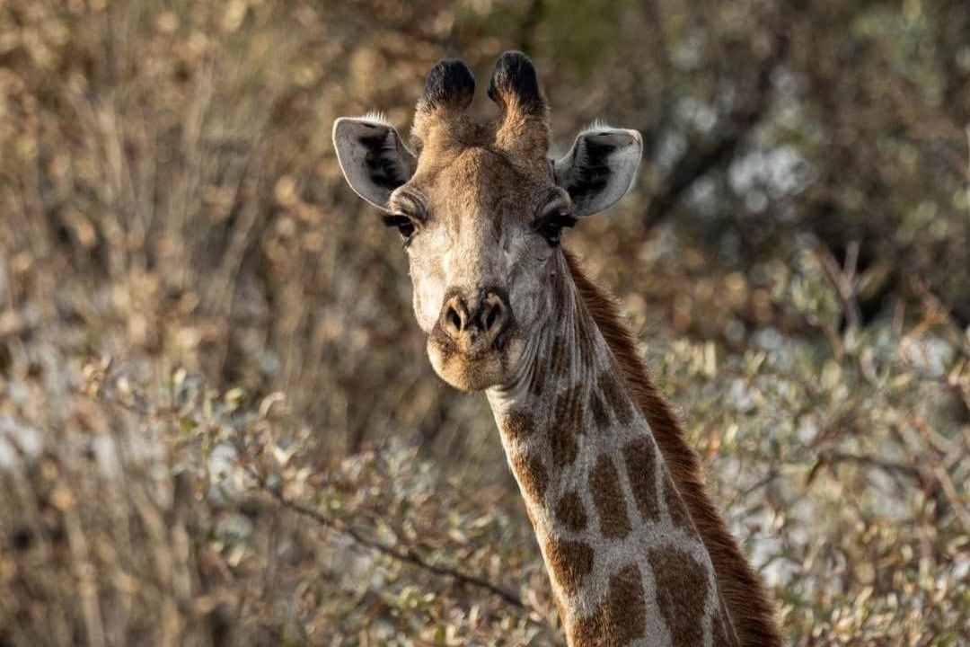 Photo of Others in Vaalwater