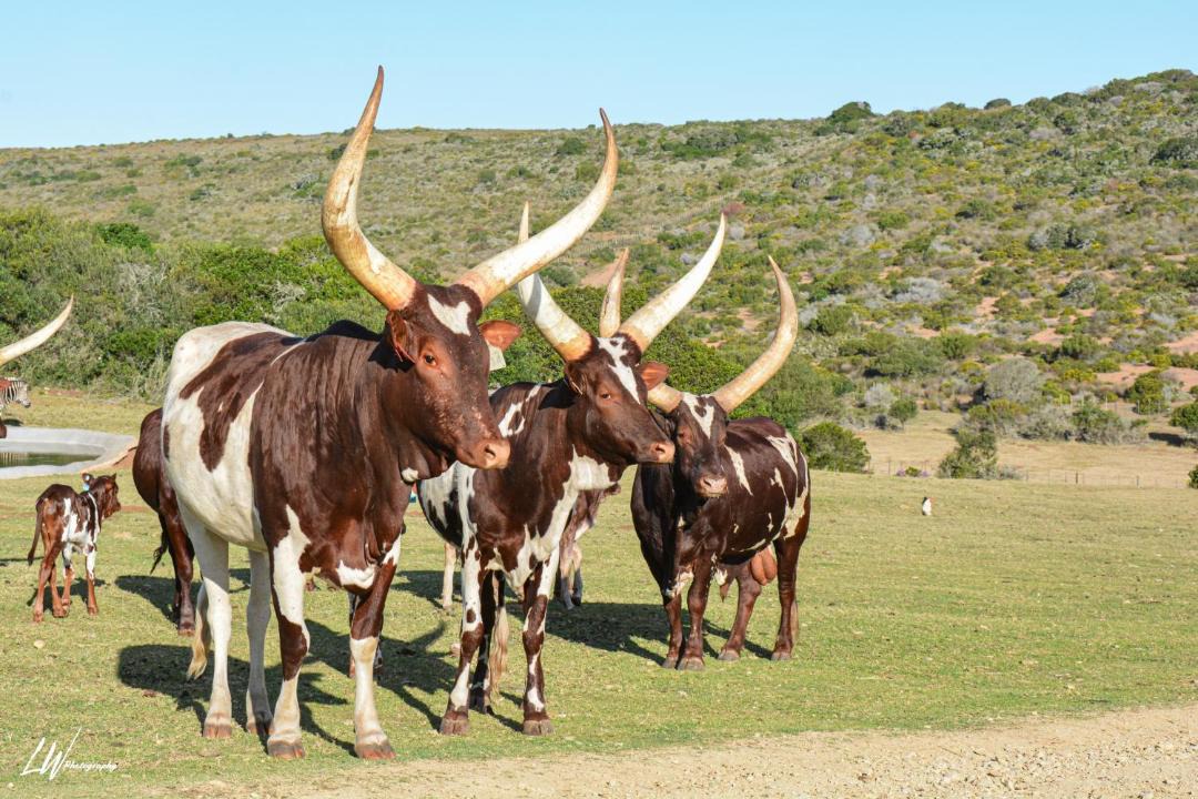 Photo of Others in Hessequa