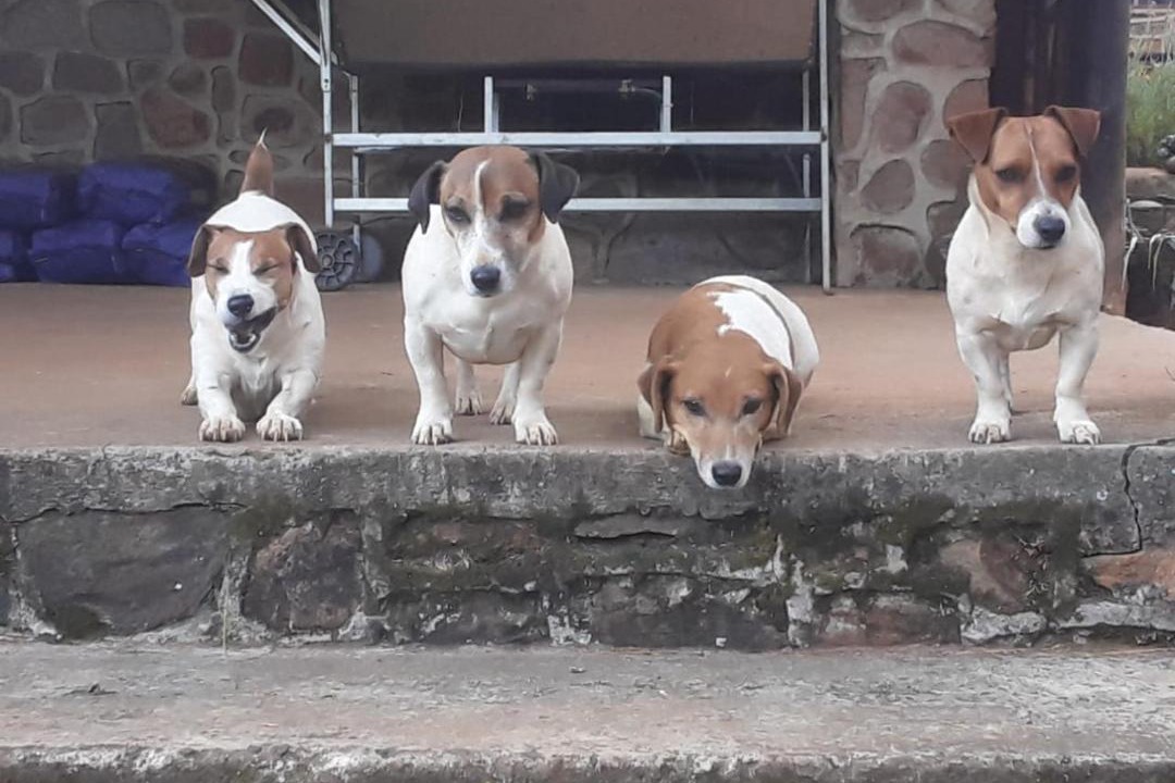 Photo of Others in Waterval Boven