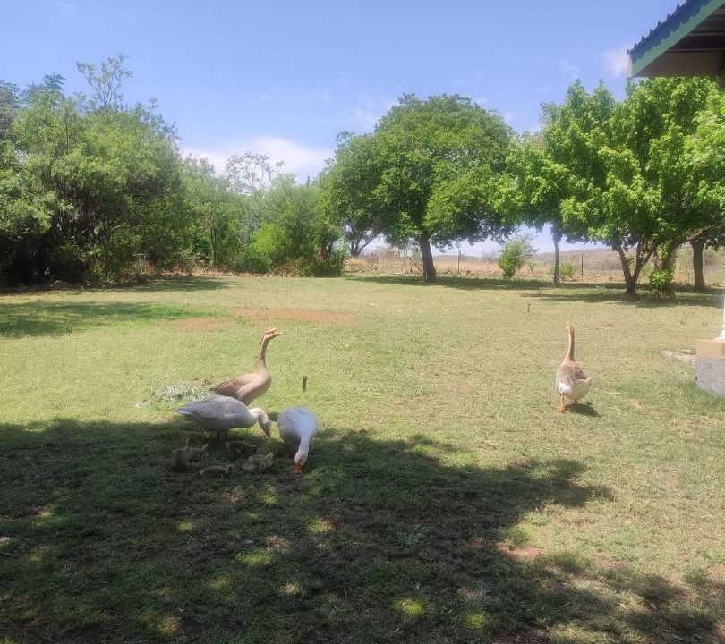 Photo of Others in Magaliesberg