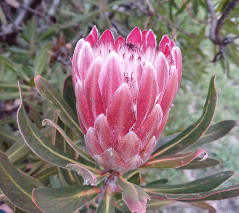Photo of Outdoor in Betty's Bay
