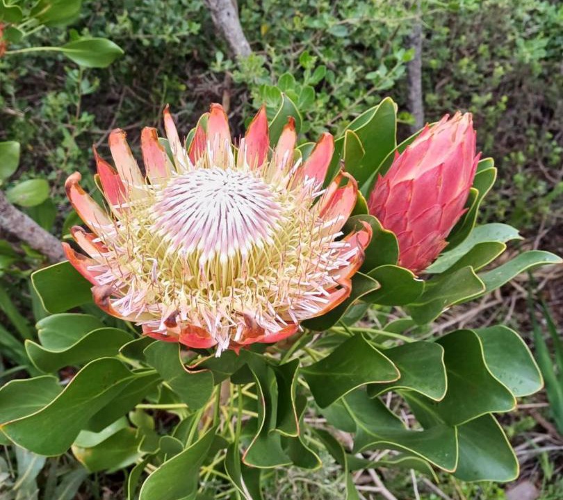 Photo of Outdoor in Betty's Bay