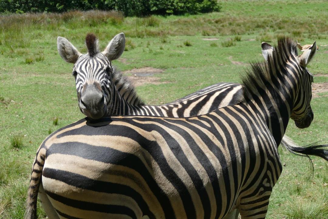 Photo of Others in Swellendam