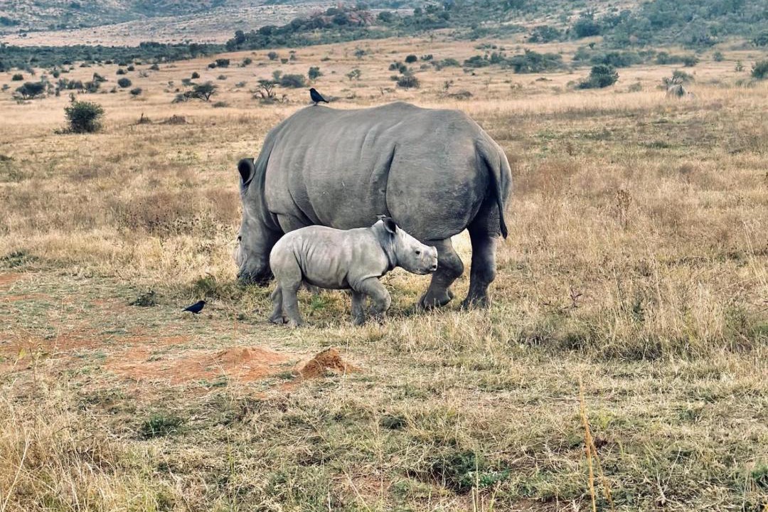 Photo of Others in Pilanesberg National Park