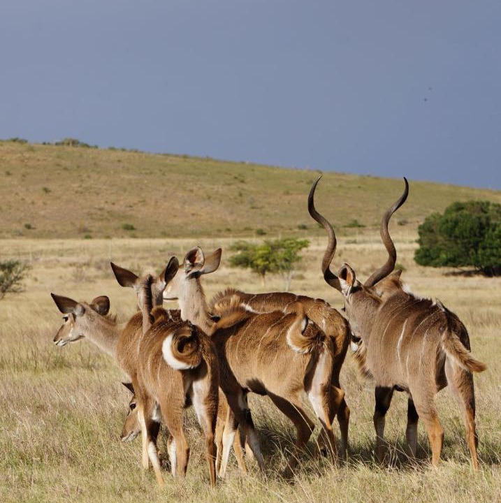Photo of Others in Swellendam