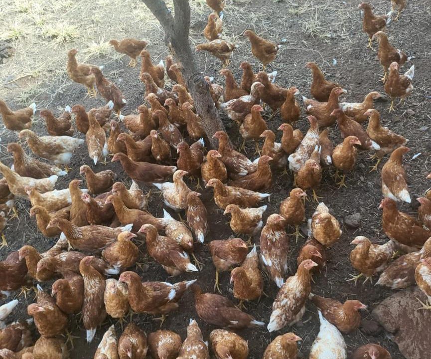 Photo of Others in Kareeberg